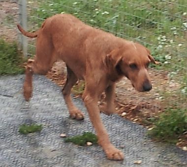Tasso
