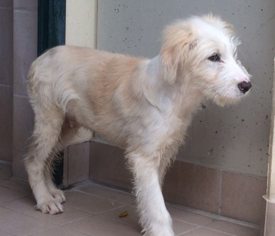 Odino