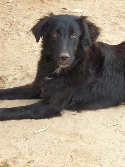 Oscar