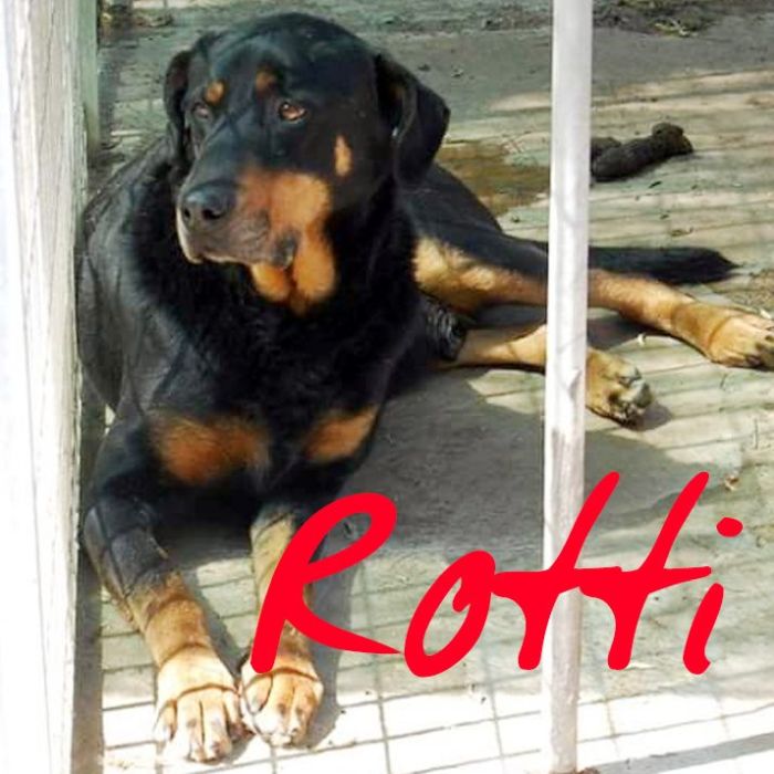 Rottino