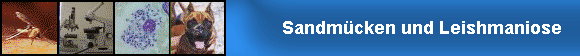 Sandmücken & Leishmaniose