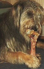 Hundeknochen
