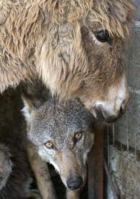 Esel und Wolf