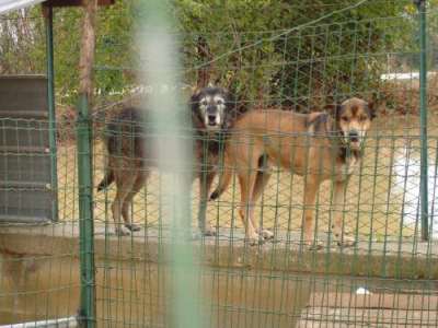 keine Zuflucht f&uuml;r die Hunde