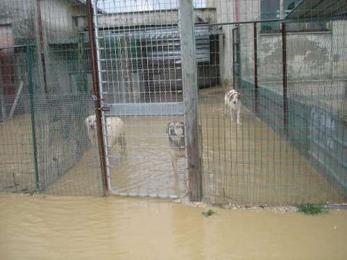 keine Zuflucht f&uuml;r die Hunde
