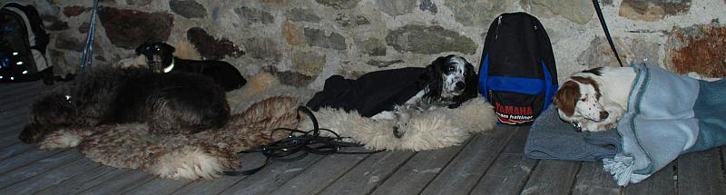 M&uuml;de Hunde