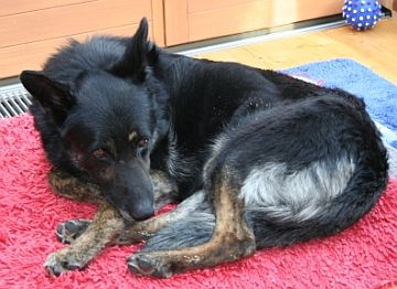 Jesse auf seiner Decke