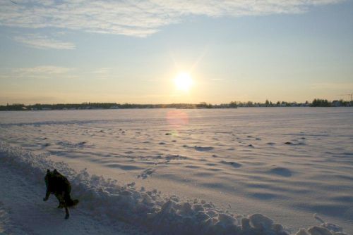 Jesse im Schnee