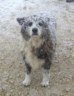 Zampa mit Schneekleid