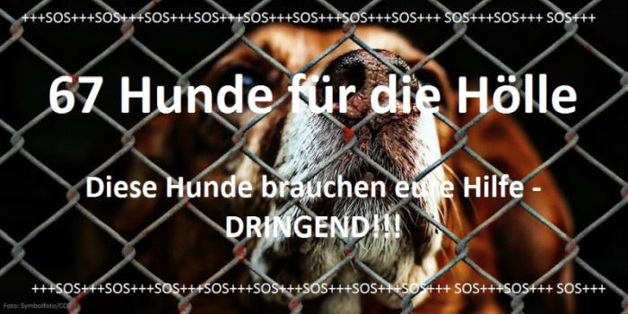 67 Hunde für die Hölle