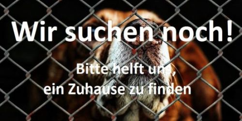 67 Hunde für die Hölle