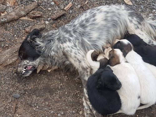 Die tote Hundemutter mit ihren Welpen