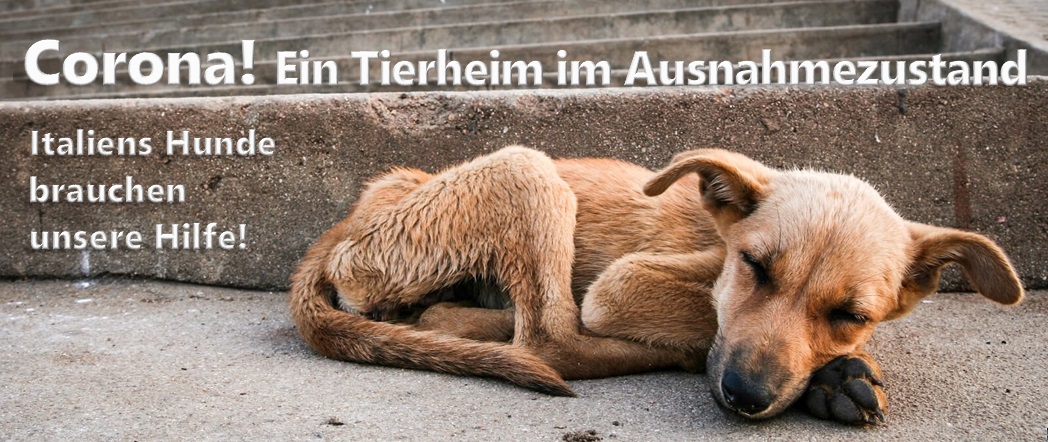 Tierheime im Ausnahmezustand