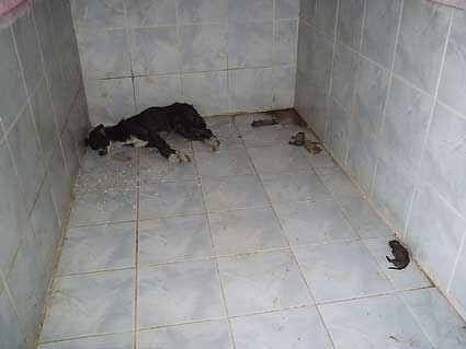 Foto Stra&szlig;enhund