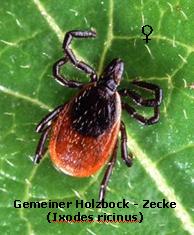 Gemeiner Holzbock