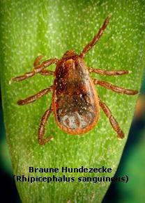 Braune Hundezecke