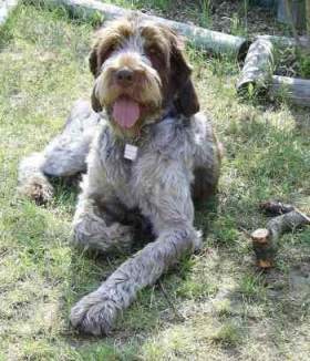 Spinone-Braunschimmel