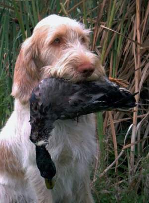 Spinone weiß-orange