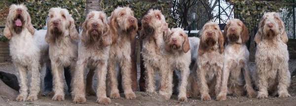 Spinones