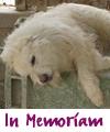 Link zu In Memoriam