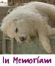 Link zu In Memoriam