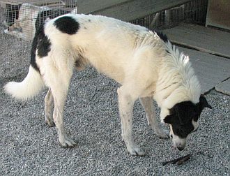 Das große Fressen 2008