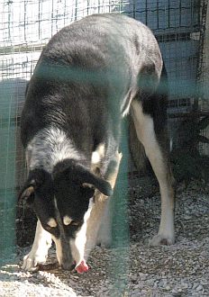 Das große Fressen 2008
