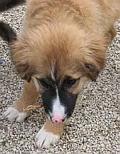 Kimba