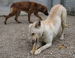 Skye und Madita