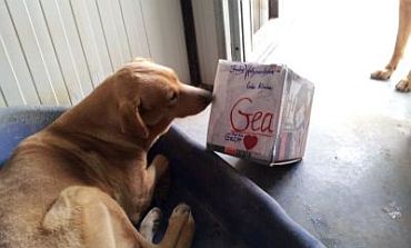 Gea